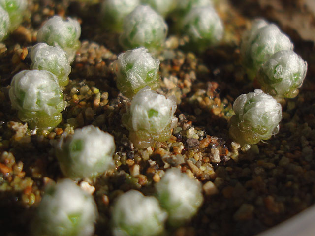 f:id:haworthii:20201207153127j:plain