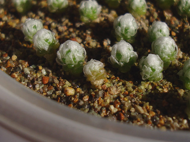 f:id:haworthii:20201207153155j:plain