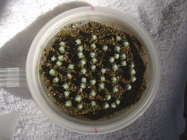 f:id:haworthii:20201207154457j:plain