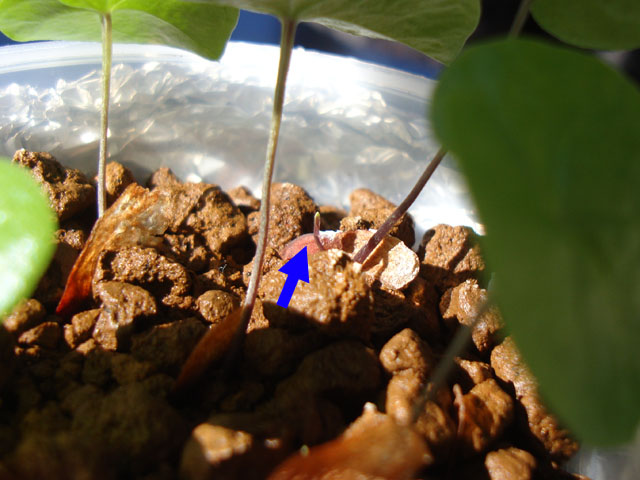 亀甲竜の実生③：発芽から2ヶ月 - 石と多肉植物