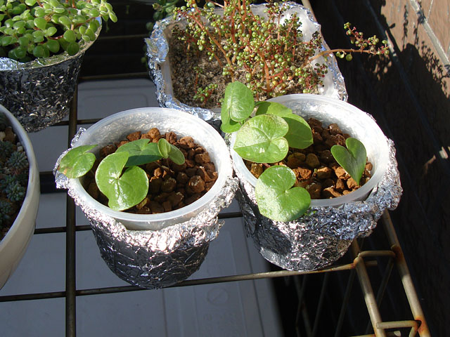 亀甲竜の実生③：発芽から2ヶ月 - 石と多肉植物