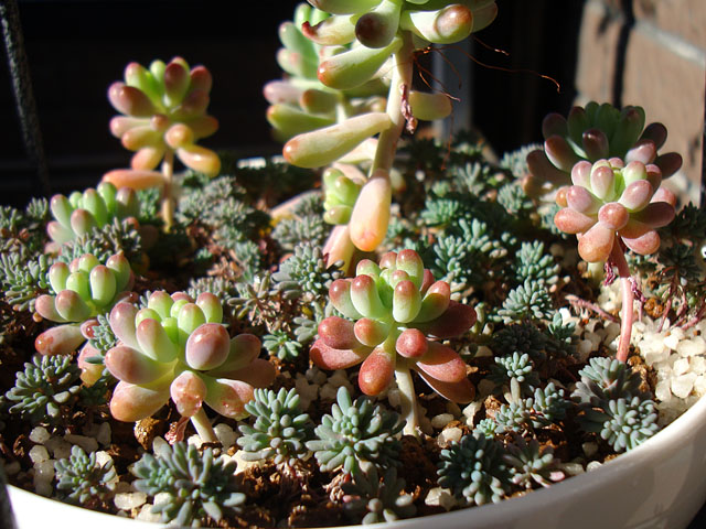 f:id:haworthii:20201227153520j:plain