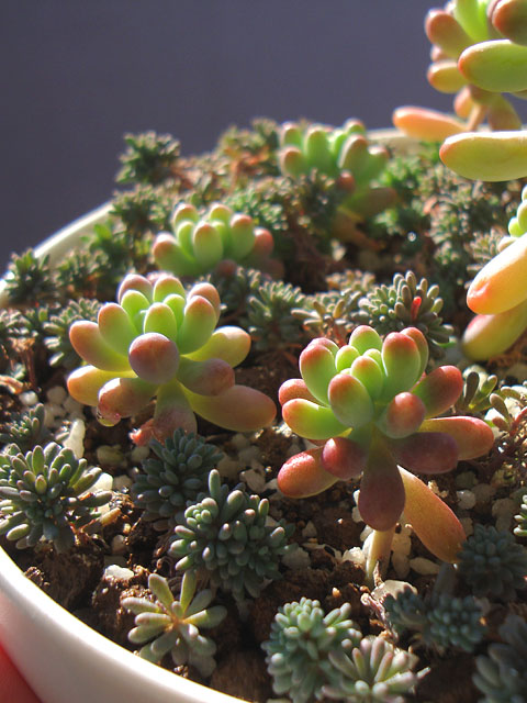 f:id:haworthii:20201227153641j:plain