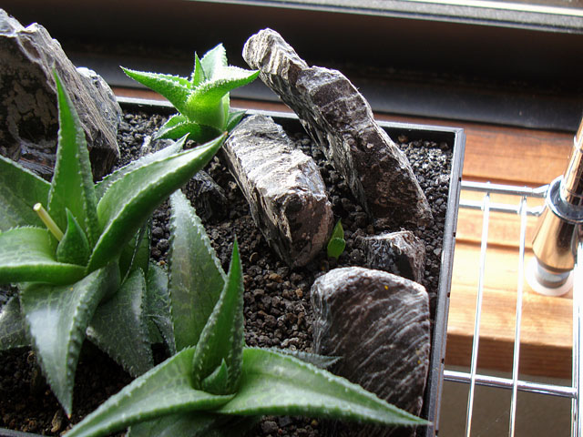 f:id:haworthii:20201227154109j:plain