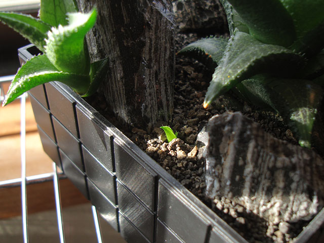 f:id:haworthii:20201227154137j:plain