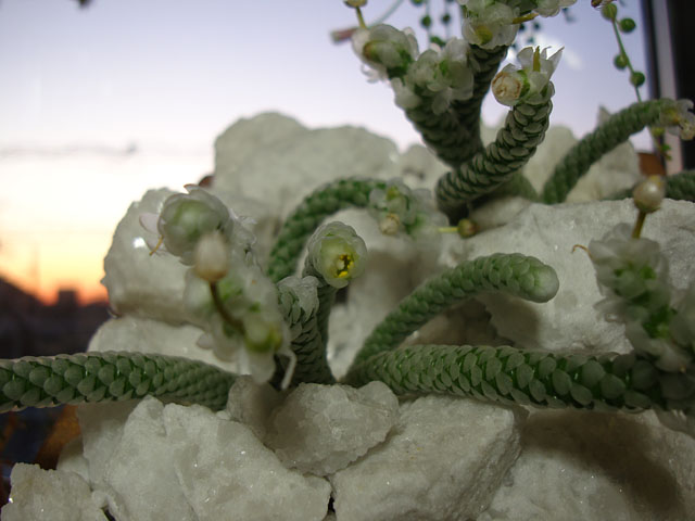 f:id:haworthii:20201227155125j:plain