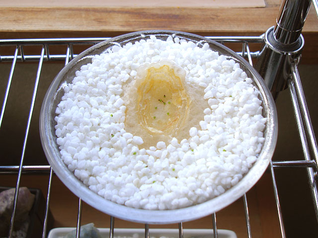 f:id:haworthii:20201230154728j:plain