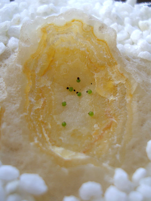 f:id:haworthii:20201230155737j:plain