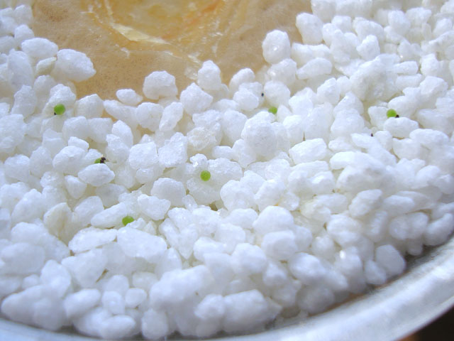 f:id:haworthii:20201230160147j:plain