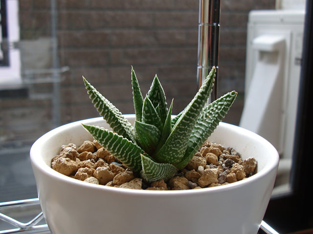 拗れているリミフォリアも好きらしい - 石と多肉植物