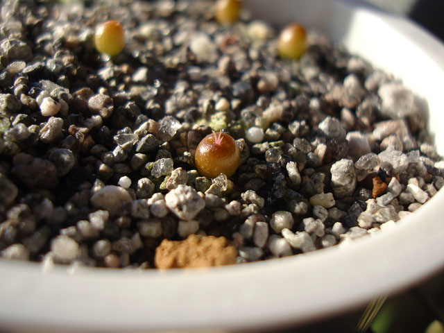 亀甲牡丹の実生③：発芽から2ヶ月 - 石と多肉植物
