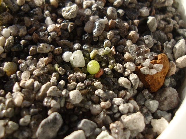 亀甲牡丹の実生③：発芽から2ヶ月 - 石と多肉植物