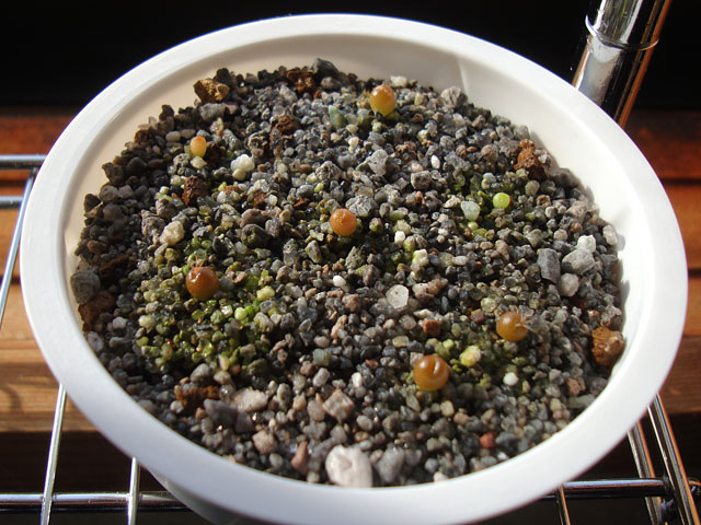 亀甲牡丹の実生③：発芽から2ヶ月 - 石と多肉植物