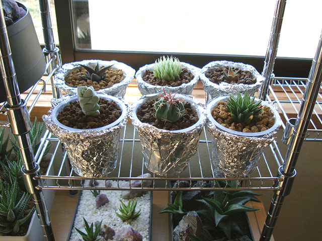 プリン容器に多肉植物を植える 石と多肉植物