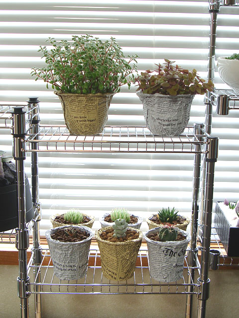 穴無し鉢の中の根の様子 - 石と多肉植物