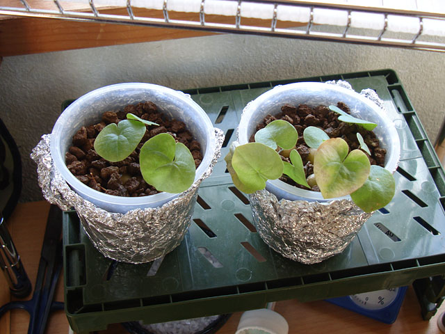 f:id:haworthii:20210130134140j:plain