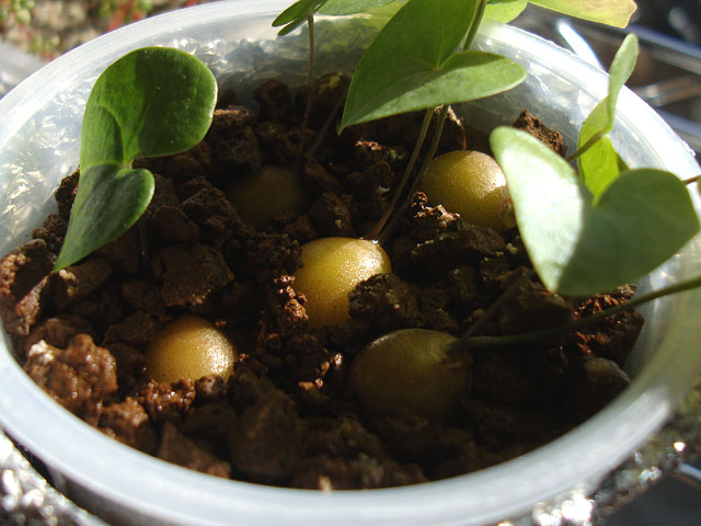 f:id:haworthii:20210130134528j:plain