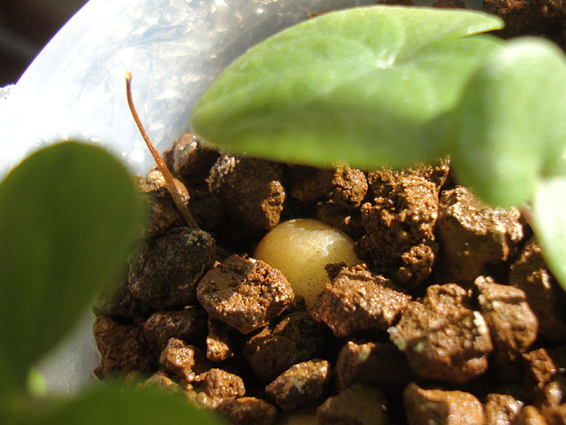 f:id:haworthii:20210130140113j:plain