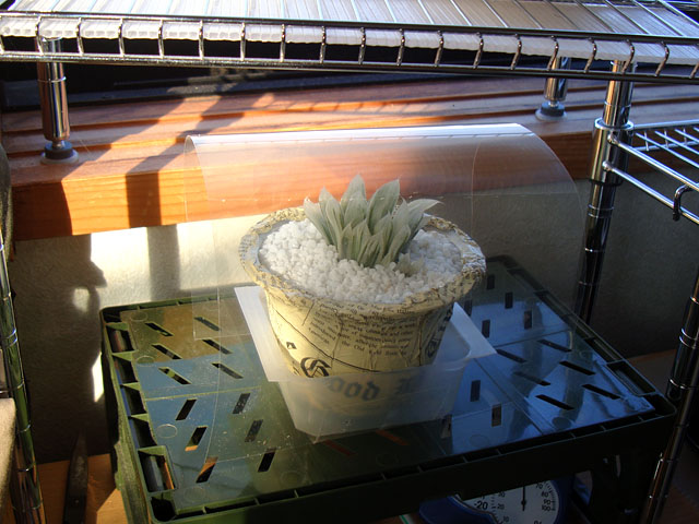 f:id:haworthii:20210130193609j:plain