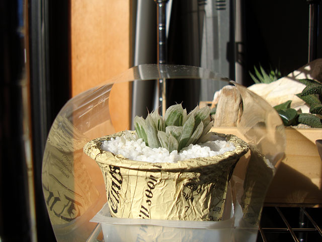 f:id:haworthii:20210130194003j:plain