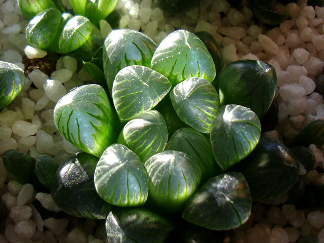 f:id:haworthii:20210209164521j:plain