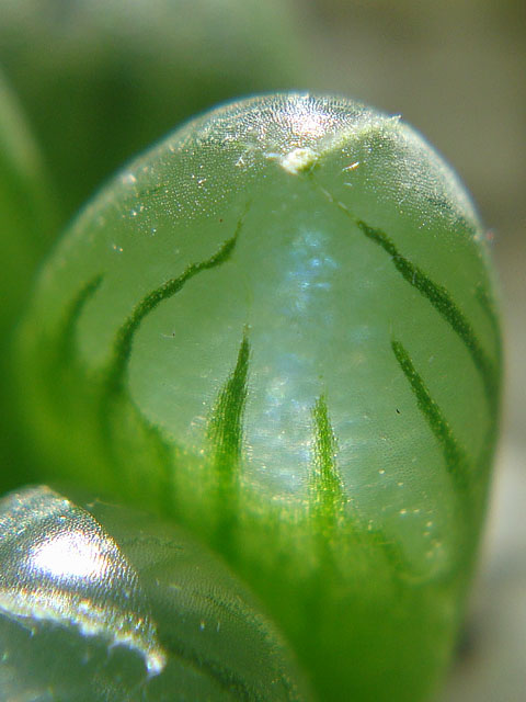 f:id:haworthii:20210210162539j:plain