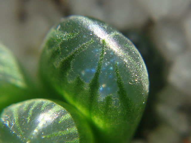 f:id:haworthii:20210210163004j:plain