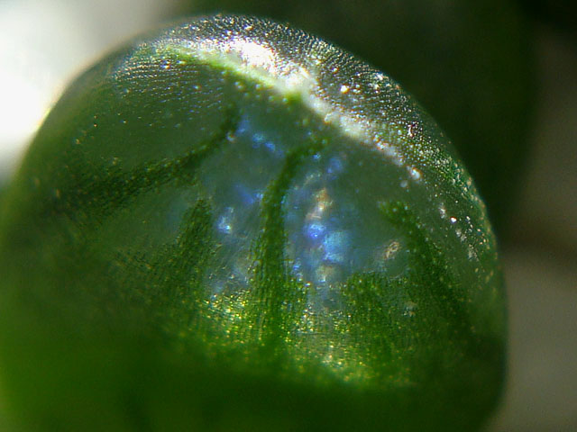 f:id:haworthii:20210210163842j:plain