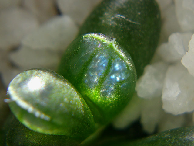 f:id:haworthii:20210210164004j:plain