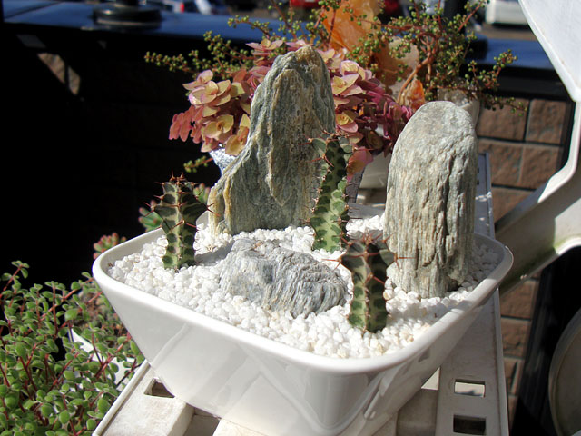 f:id:haworthii:20210216184546j:plain