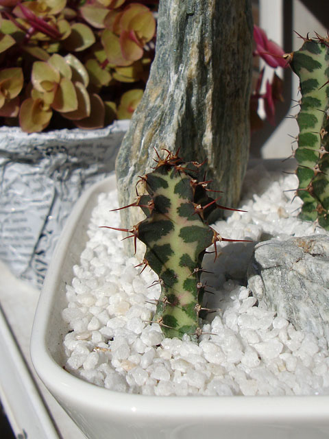 f:id:haworthii:20210216185554j:plain