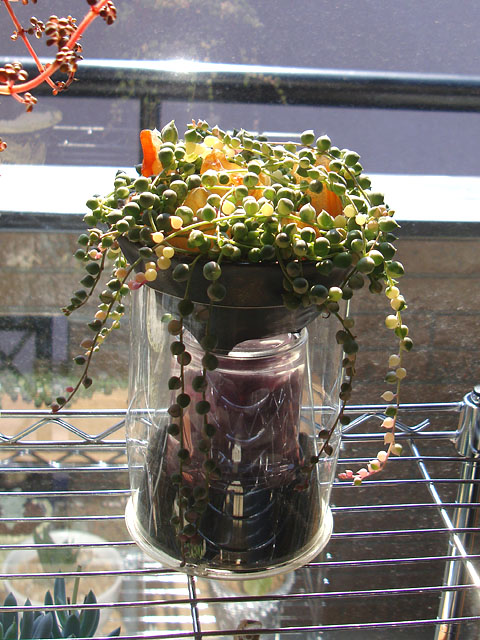 f:id:haworthii:20210223162451j:plain