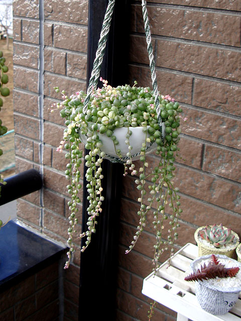 f:id:haworthii:20210223163324j:plain