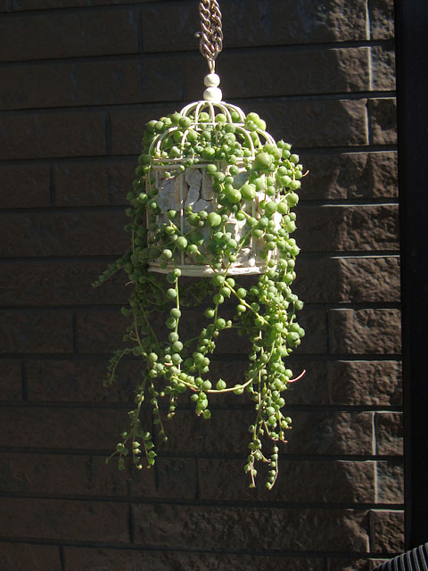 f:id:haworthii:20210223164133j:plain