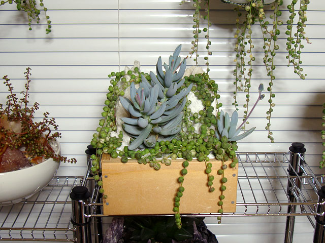 f:id:haworthii:20210223165323j:plain