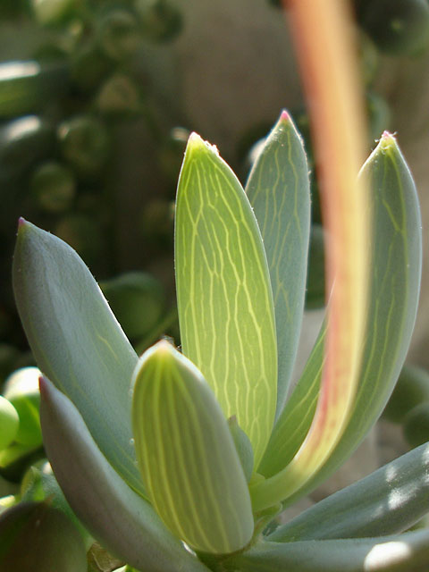 f:id:haworthii:20210223170112j:plain