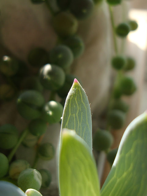 f:id:haworthii:20210223170337j:plain