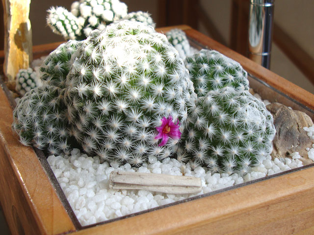 f:id:haworthii:20210225192245j:plain