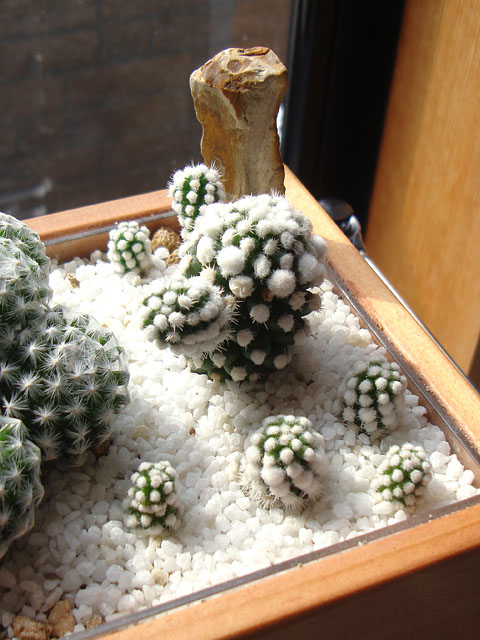 f:id:haworthii:20210225192542j:plain