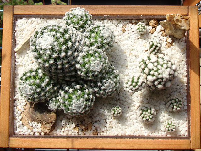 f:id:haworthii:20210225192742j:plain