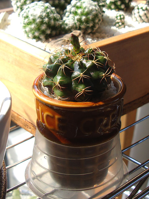 f:id:haworthii:20210225193640j:plain