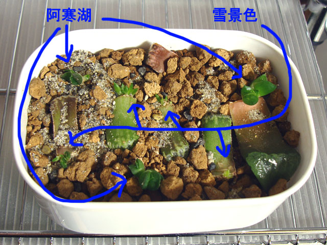 f:id:haworthii:20210226193502j:plain