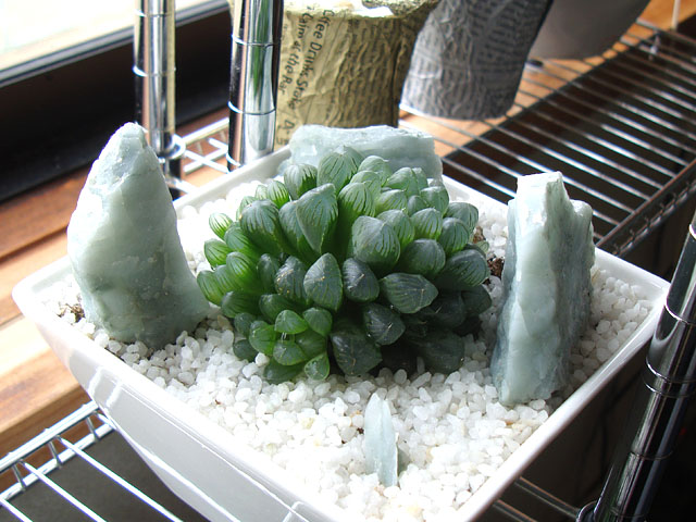 f:id:haworthii:20210226194026j:plain