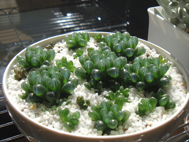 f:id:haworthii:20210226194454j:plain