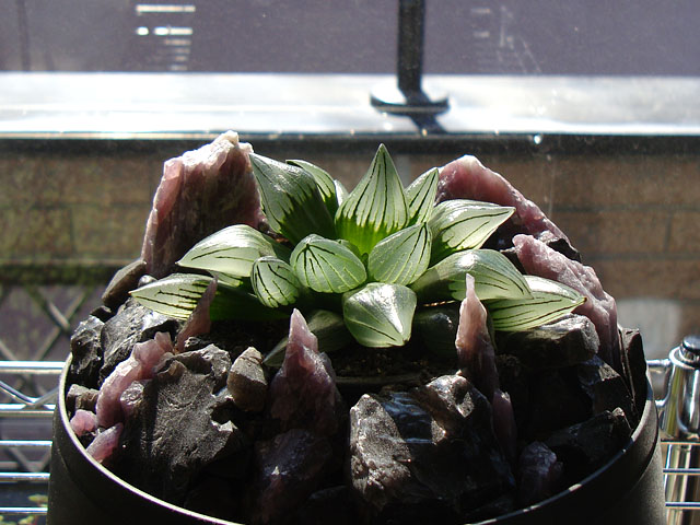 f:id:haworthii:20210226200105j:plain