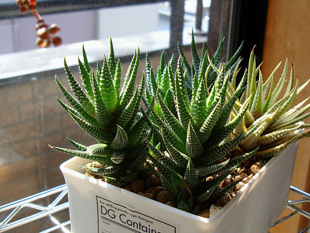 f:id:haworthii:20210227160201j:plain