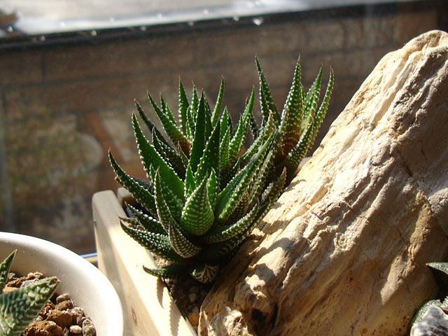 f:id:haworthii:20210227160701j:plain