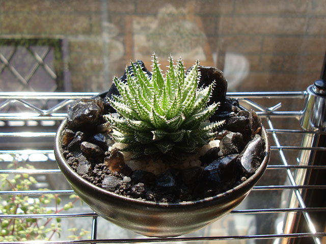 f:id:haworthii:20210227162756j:plain