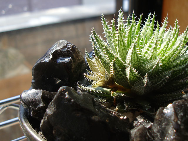 f:id:haworthii:20210227162955j:plain