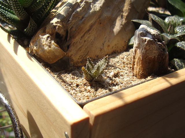 f:id:haworthii:20210227163425j:plain